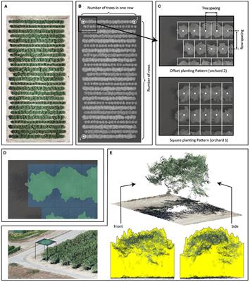 Estimation of Fractional Photosynthetically Active Radiation From a Canopy 3D Model; Case Study: Almond Yield Prediction